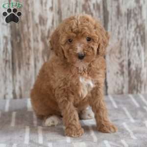 Gabriella, Mini Labradoodle Puppy